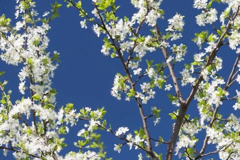 Flowering Plum Tree Stock Photos