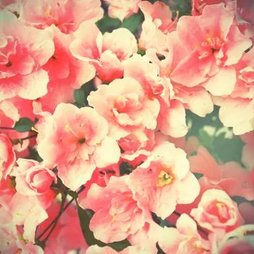Flowering of plum-tree Stock Photos