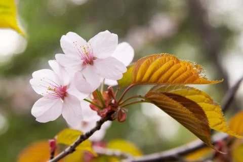 Flowering plum tree Stock Photos