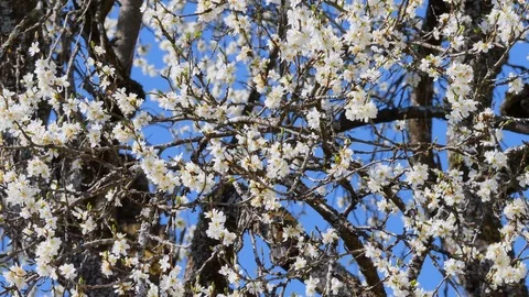 Flowering plum tree in Spring Stock Footage 107154733