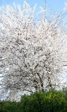 Flowering plum tree in spring Stock Photos