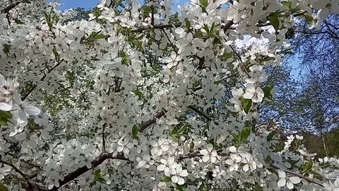 Flowering plum tree in spring. White flowers sway in the wind 스톡 동영상 106842810