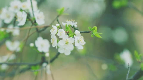 Flowering Plum Tree. Young Small Cherry Flowers On Branches. Purple Leaf Plum Stock Footage 262503485