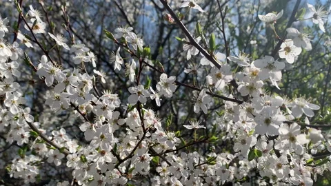 Flowering plum trees in the spring. Wind moves the branches 스톡 동영상 153479752