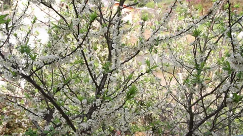 Flowering plums-02 Video stock 32685877