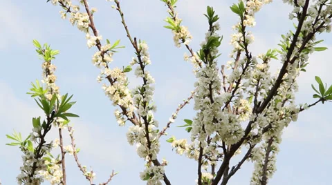 Flowering plums-03 Video stock 32685072