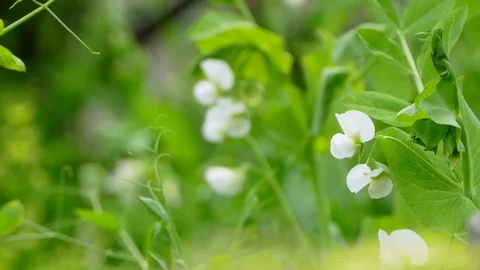 Flowering podded peas Video stock 82380014