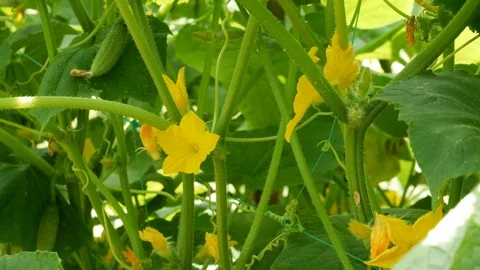 Flowering, pollination and early maturing of cucumbers Video stock 112141763