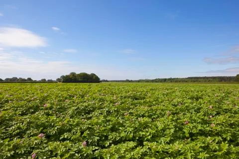 Flowering potato crop Foto stock