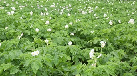 Flowering potato on the field Stock Footage 52830060