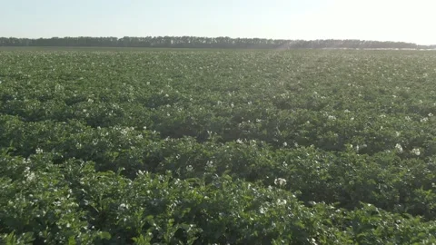 Flowering potato field the span of the camera Stock Footage 142031474