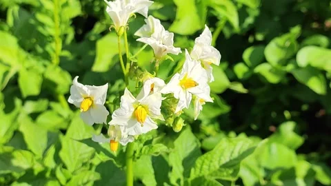 Flowering potato Stock Footage 314455291