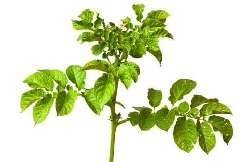 Flowering potato Stock Photos