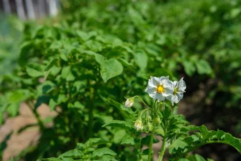 Flowering potatoes close-up. Foto stock