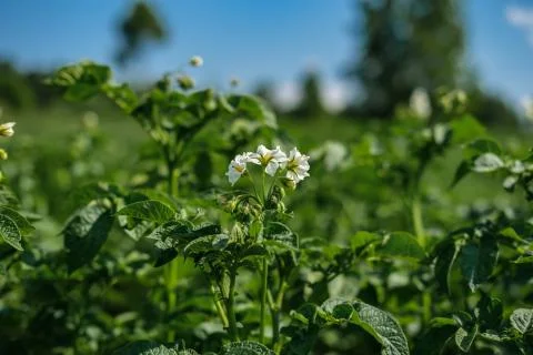 Flowering potatoes close-up. Foto stock