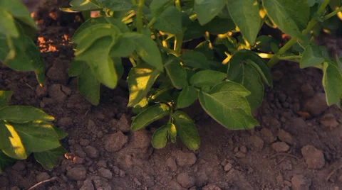 Flowering potatoes on the farm Stock Footage 36138566