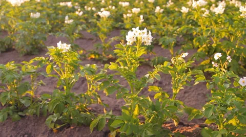 Flowering potatoes on the farm Stock Footage 36140283