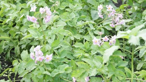 Flowering potatoes in the field Stock Footage 77457857