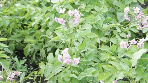 Flowering potatoes in the field Stock Footage 77457860
