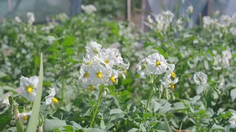 Flowering potatoes field in spring. Close up of blooming flowers of potato Stock Footage 247411880