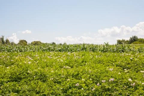 Flowering potatoes Stock Photos
