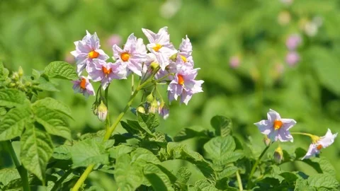 Flowering potatoes in the summer day Stock Footage 71955320