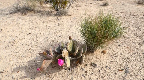Flowering Prickly Pear Cactus Video stock 37125172