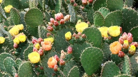 Flowering of prickly pears. Stock Footage 120802140