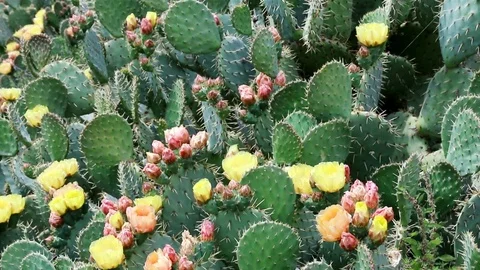 Flowering of prickly pears. Video stock 120802255