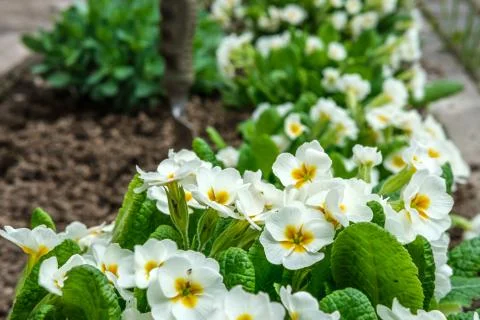 Flowering primrose. Stock Photos