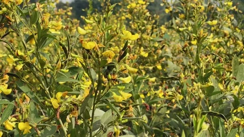Flowering Pulse Crop With Developing Seedpods Stock Footage 329153570