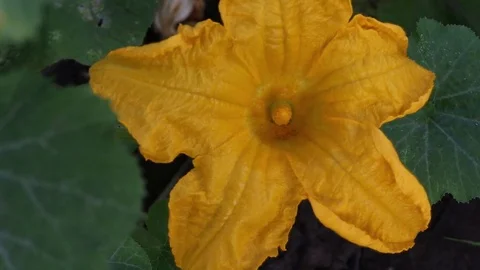 Flowering pumpkin closeup Video stock 70482314