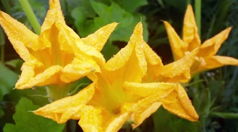Flowering pumpkin Stock Footage 66438634