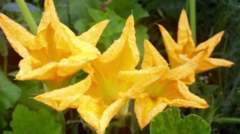 Flowering pumpkin Stock Footage 66438639