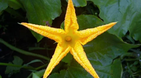 Flowering pumpkin Stock Footage 66438684