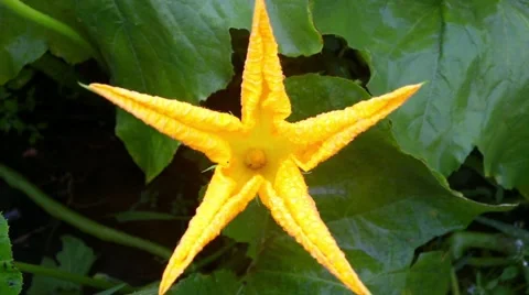 Flowering pumpkin Stock Footage 66438704