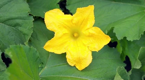 Flowering pumpkin Stock Footage 66439090