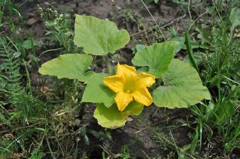 Flowering pumpkin 스톡 사진