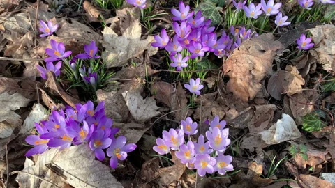Flowering of purple crocuses in spring. Stockbeeldmateriaal 149680903