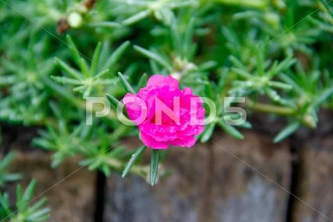 Flowering purslane flower Stock Photos