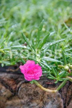 Flowering purslane flower Stock Photos
