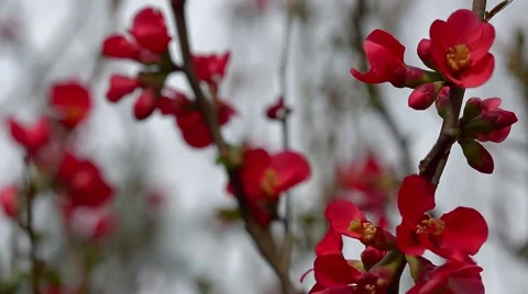 Flowering Quince Stock Footage 51895093