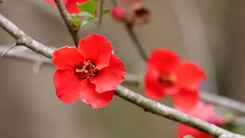 Flowering Quince Stock Footage 172558314