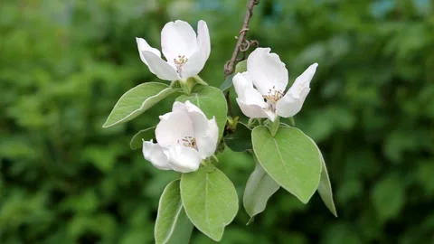 Flowering quince, three large white flowers blossom on a branch Stock Footage 260563769