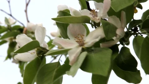 Flowering quince tree in spring Stock Footage 235604019