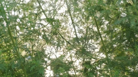 Flowering ragweed Stock Footage 160345080