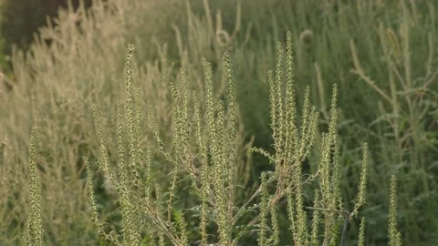 Flowering ragweed Stock Footage 160345489