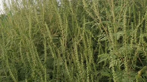 Flowering ragweed Stock Footage 160345490