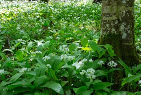 Flowering ramsons in springtime Stock Photos
