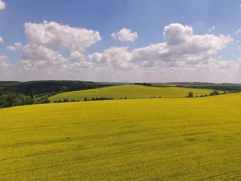 Flowering rape field with in the rural landscape Stock Footage 79136590